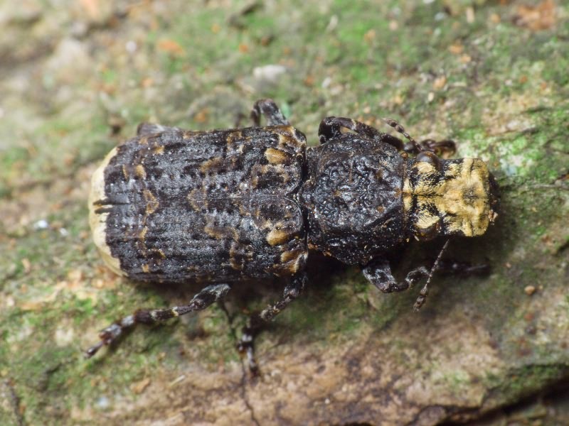 Platyrhinus resinosus (Scopoli, 1763)